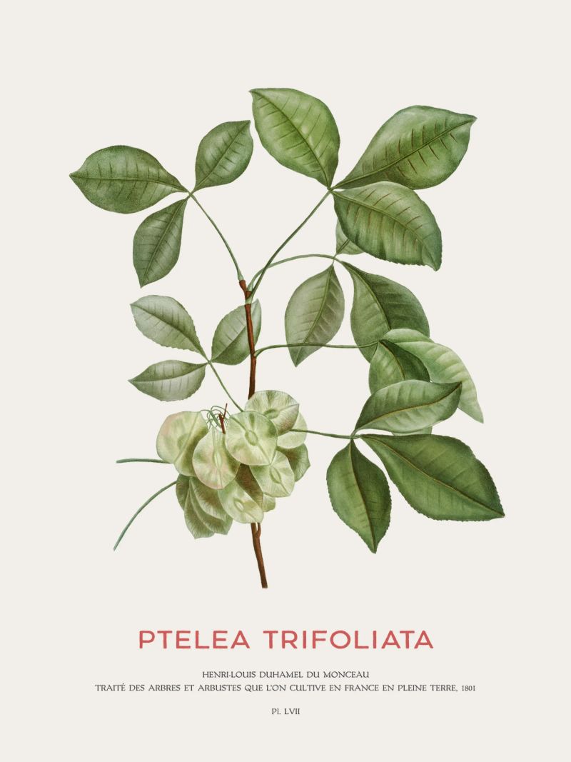Lúpulo común o Ptelea trifoliata poster de Vintagrafica