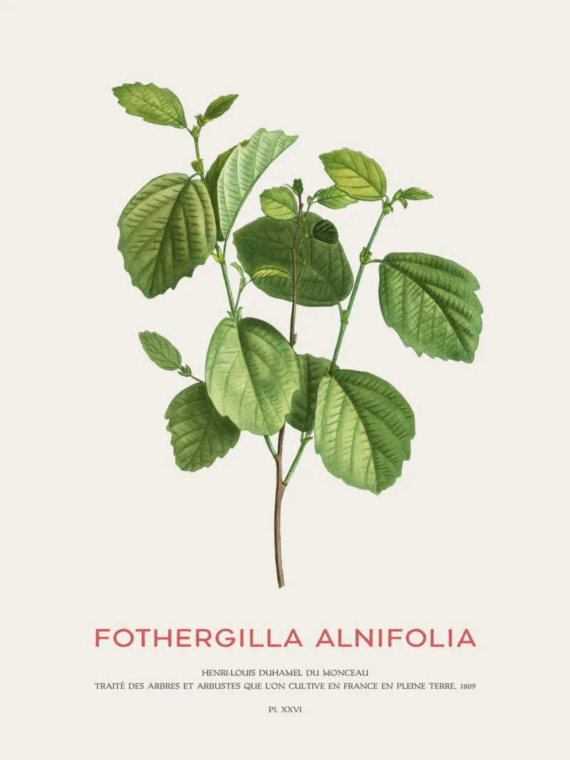 Ontano stregato o Fothergilla Alnifolia poster da Vintagrafica