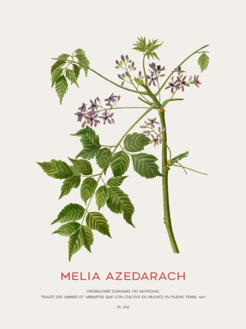 Lillà persiano o Melia Azedarach pellicola backlit da Vintagrafica