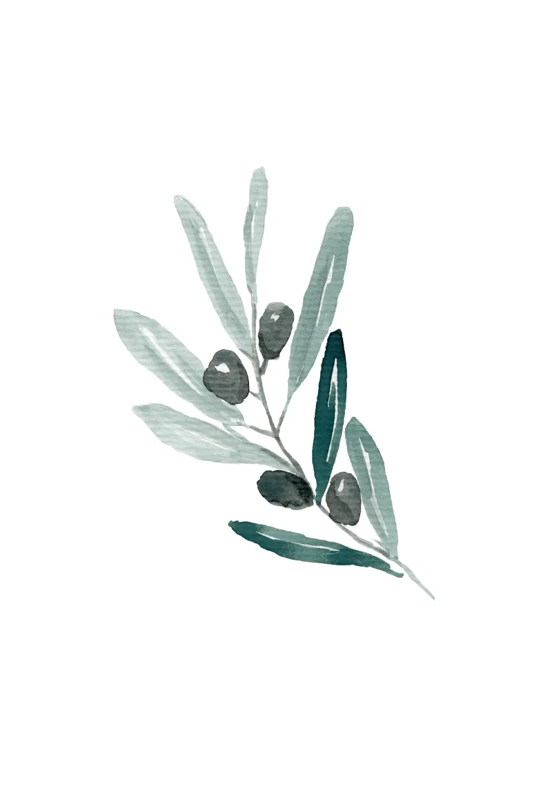 Watercolor Olive Branch carta hahnemühle da anisillustration