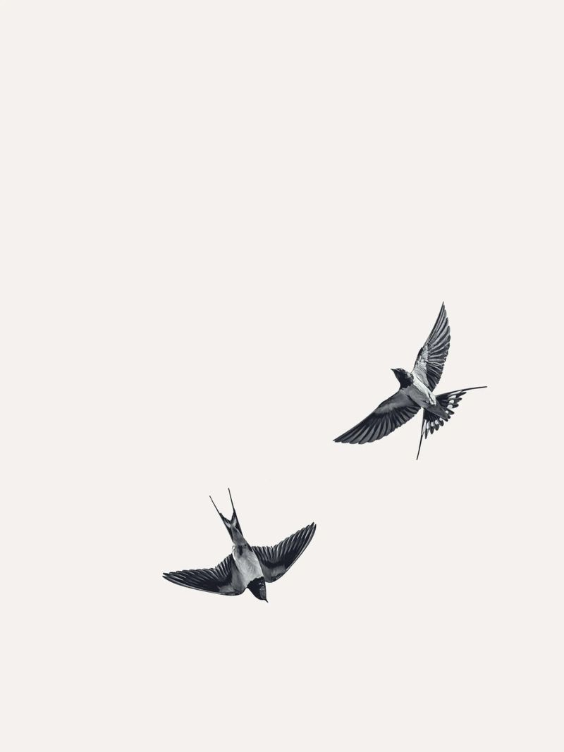 Twee zwaluwen - Minimalistisch natuurlijk ontwerp poster van Whole©