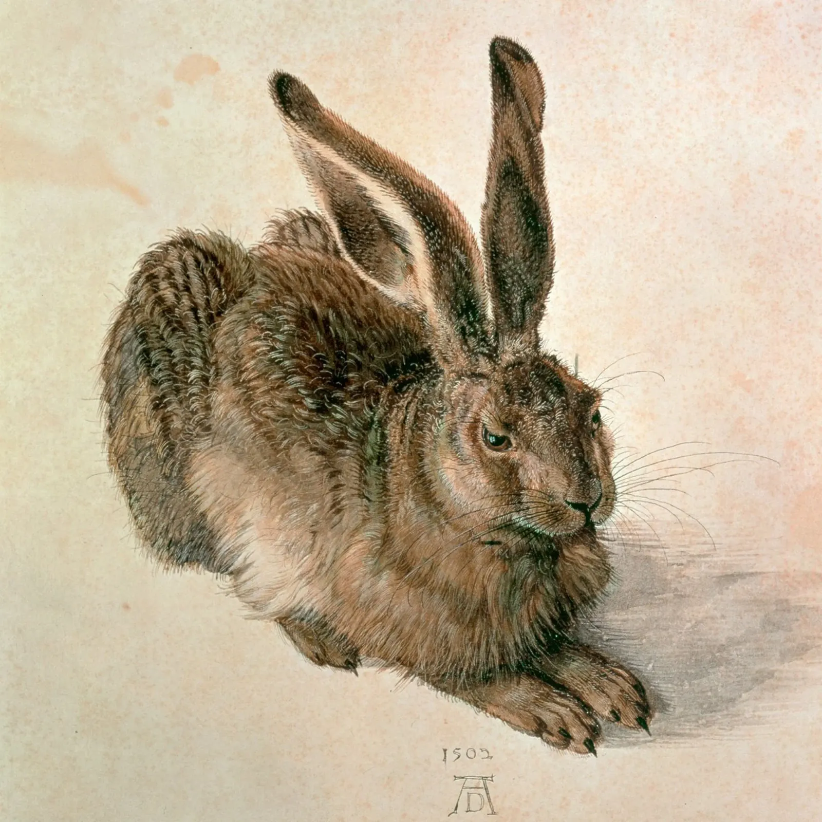 Dürer - Lepre plexiglass da ARTOTHEK