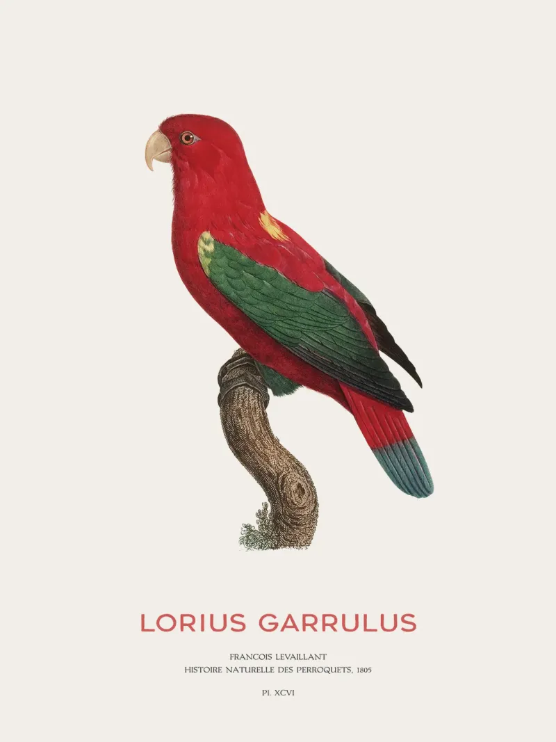 Lorius Garrulus o Lorius Garrulus pellicola backlit da Vintagrafica