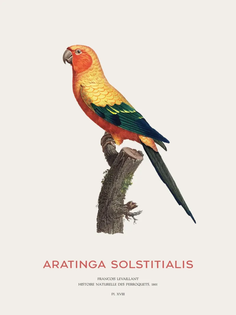 Sonnensittich oder Aratinga Solstitialis Hahnemühle von Vintagrafica