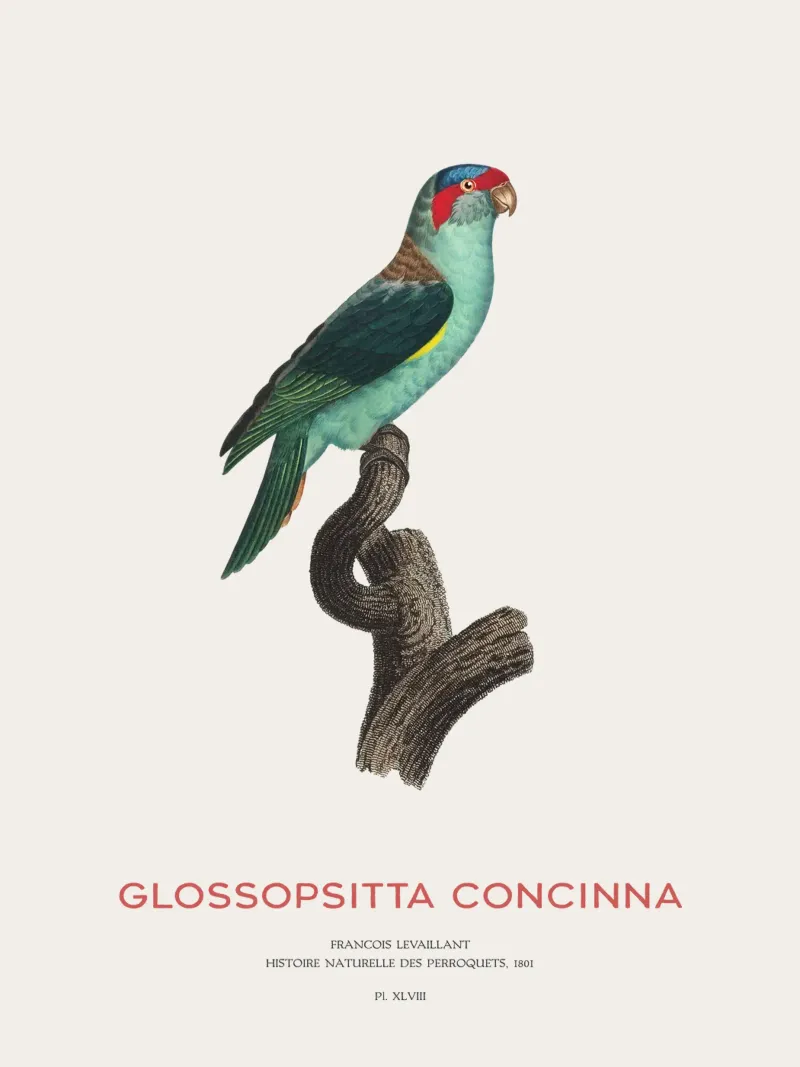 Lorichetto muschiato o Glossopsitta Concinna pellicola backlit da Vintagrafica