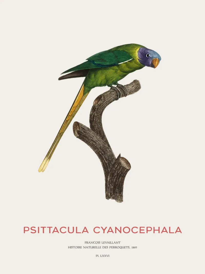 Pflaumenkopfsittich oder Psittacula Cyanocephala Hahnemühle von Vintagrafica