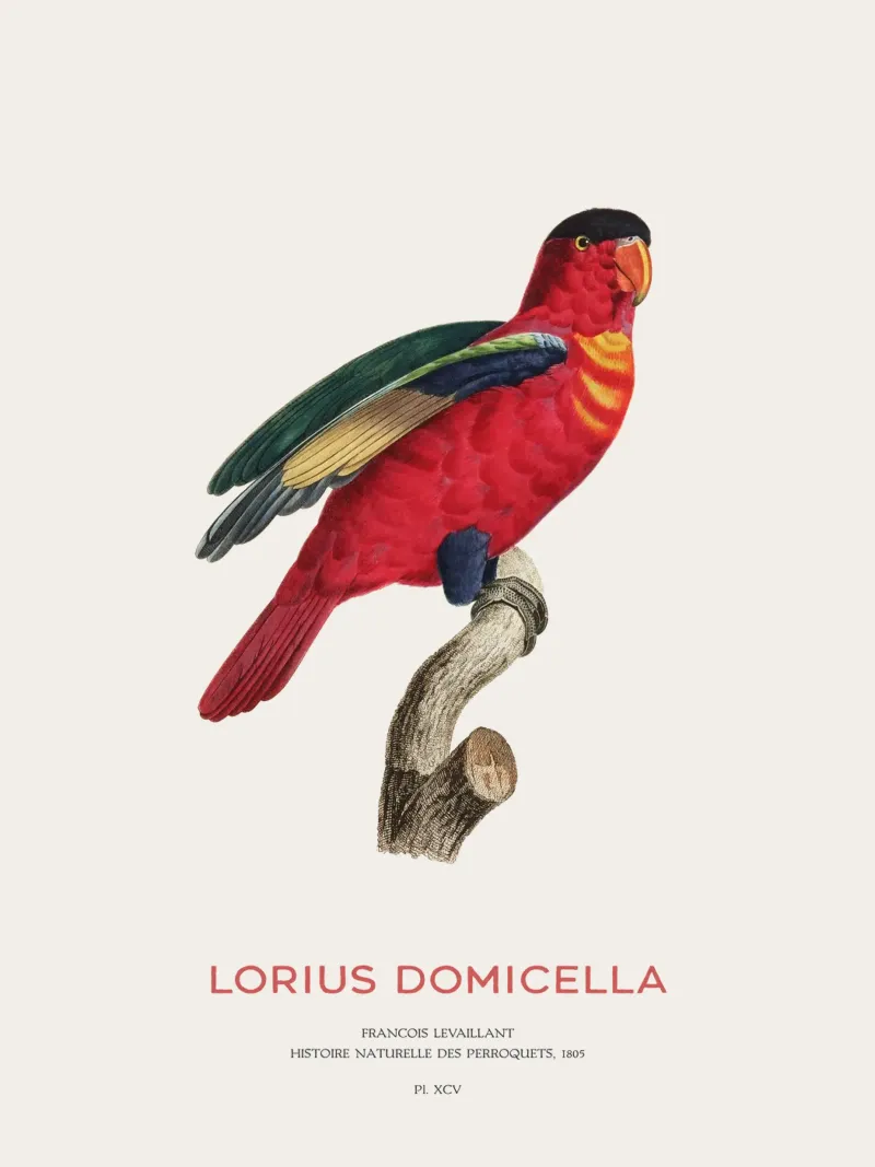 Purpurnackenlori oder Lorius Domicella Hahnemühle von Vintagrafica