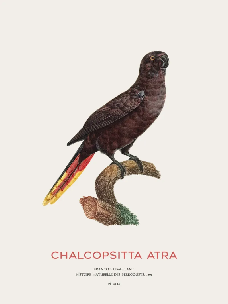 Schwarzer Lori oder Chalcopsitta Atra Hahnemühle von Vintagrafica