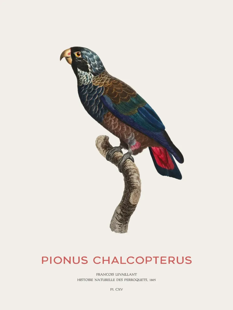 Bronzeflügelpapagei oder Pionus Chalcopterus Hahnemühle von Vintagrafica