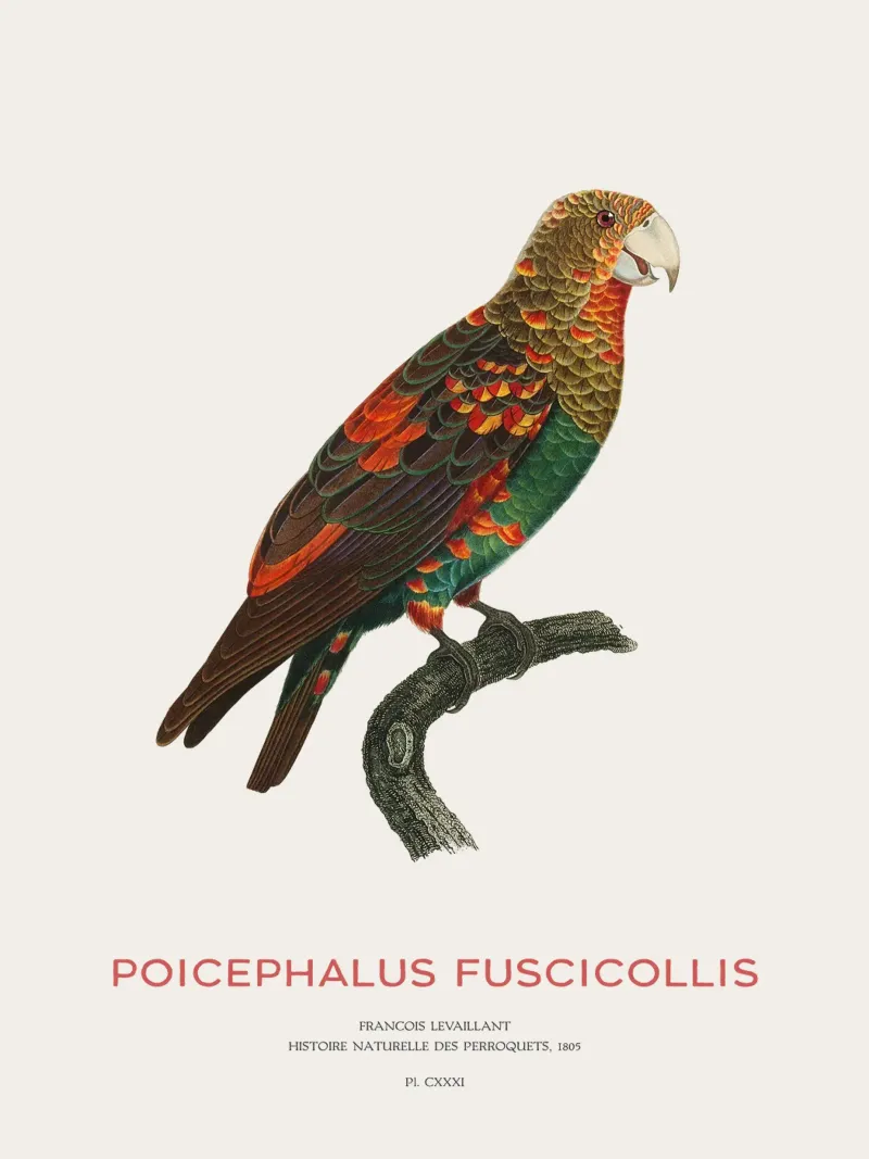 Pappagallo dal collo bruno o Poicephalus Fuscicollis pellicola backlit da Vintagrafica
