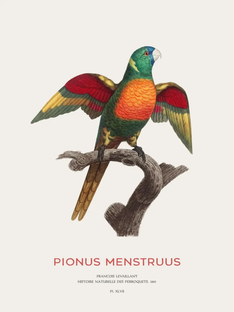 Blaukopfpapagei oder Pionus Menstruus Hahnemühle von Vintagrafica