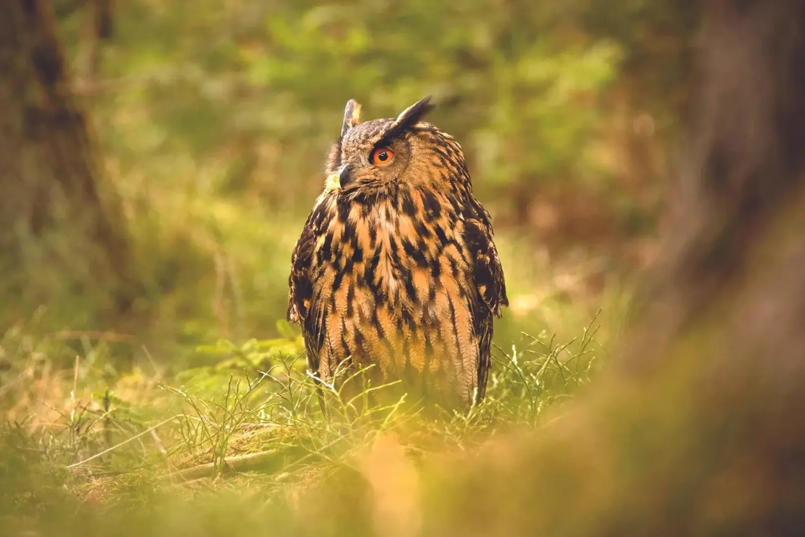 Eagle Owl hahnemühle by Dave Hare Photography