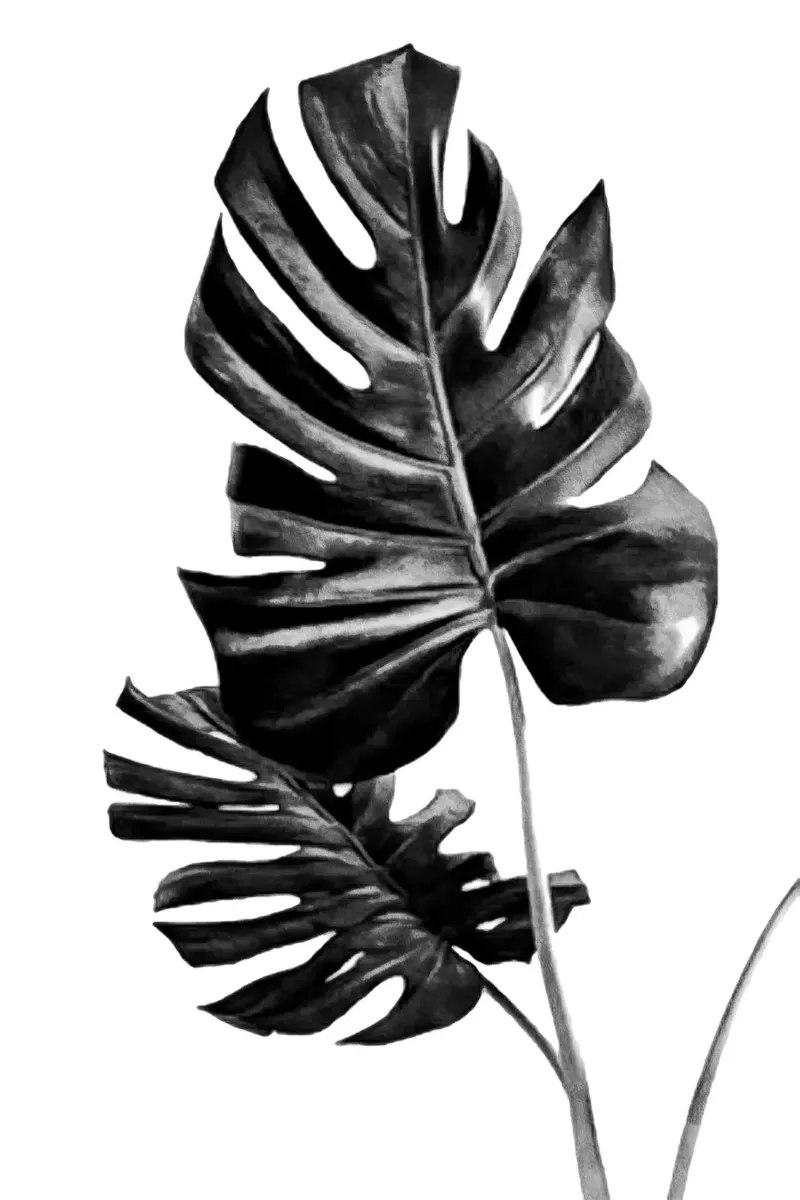 Monstera Bianco e Nero 01 pellicola backlit da amini54