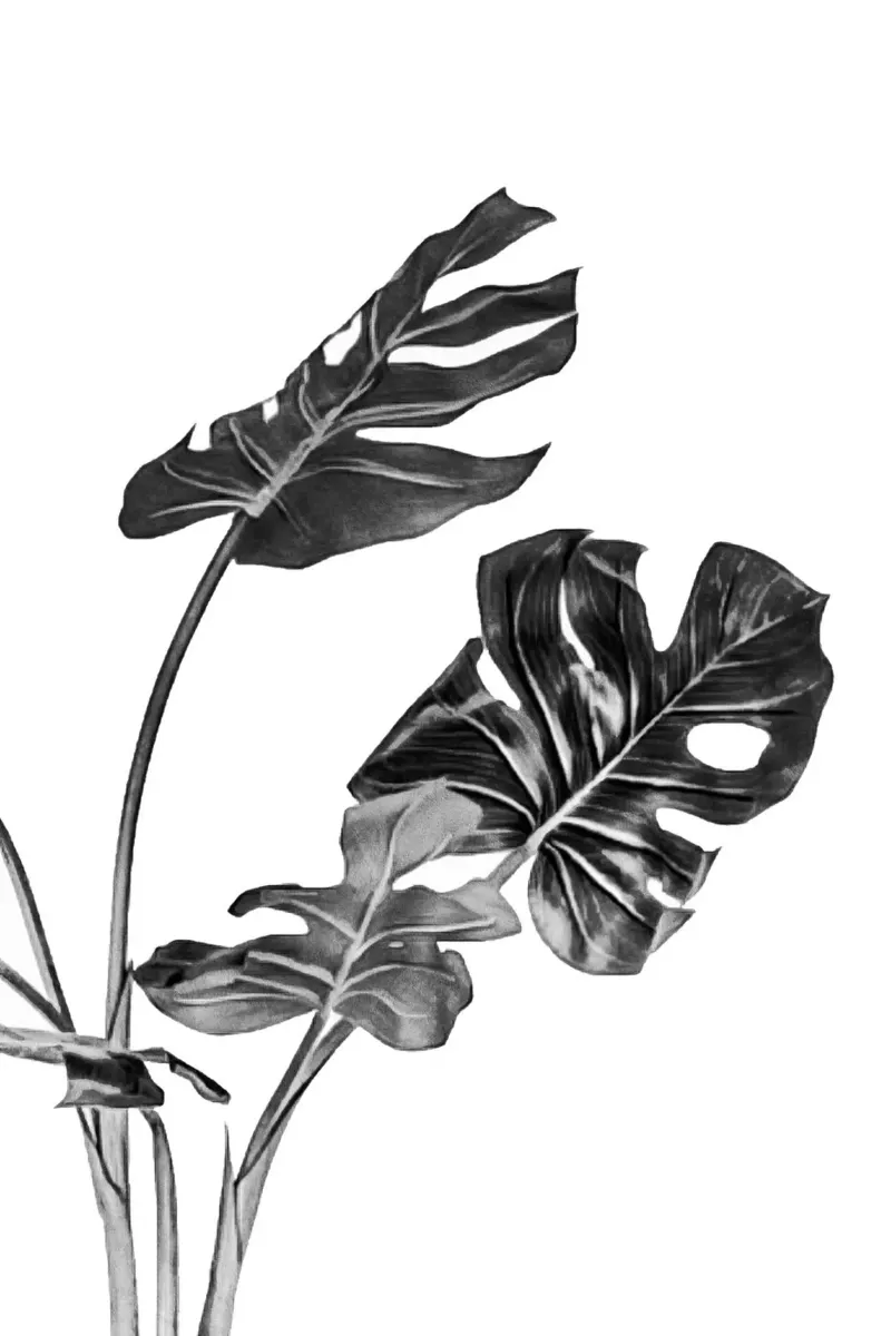 Monstera bianca e nera 02 pellicola backlit da amini54