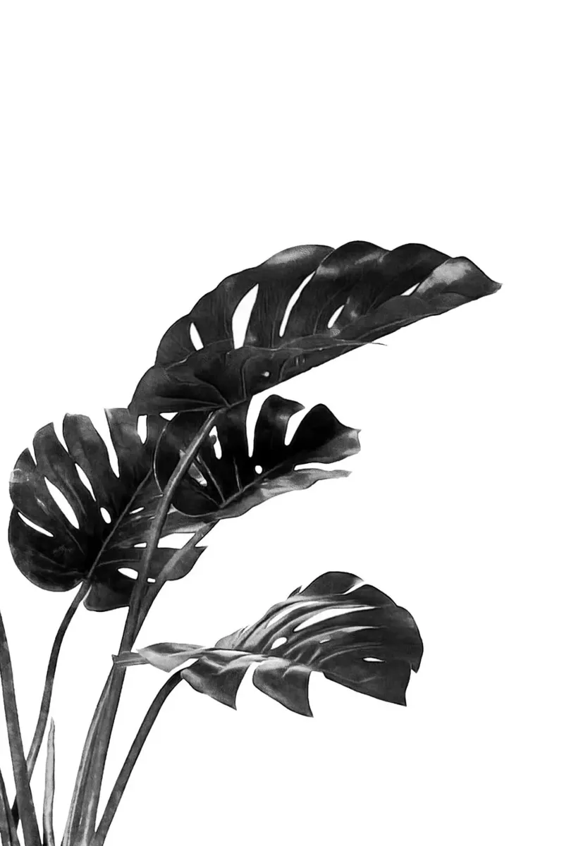 Monstera bianca e nera 03 pellicola backlit da amini54