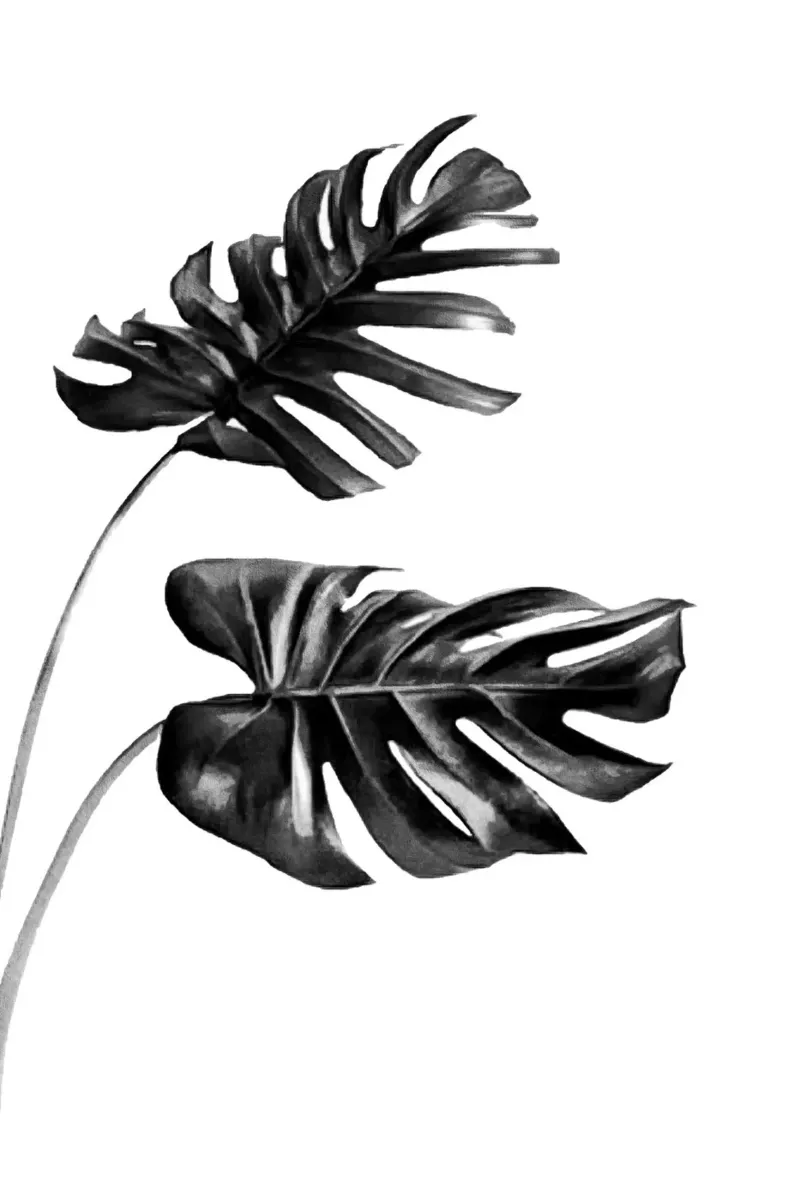 Monstera bianca e nera 04 pellicola backlit da amini54