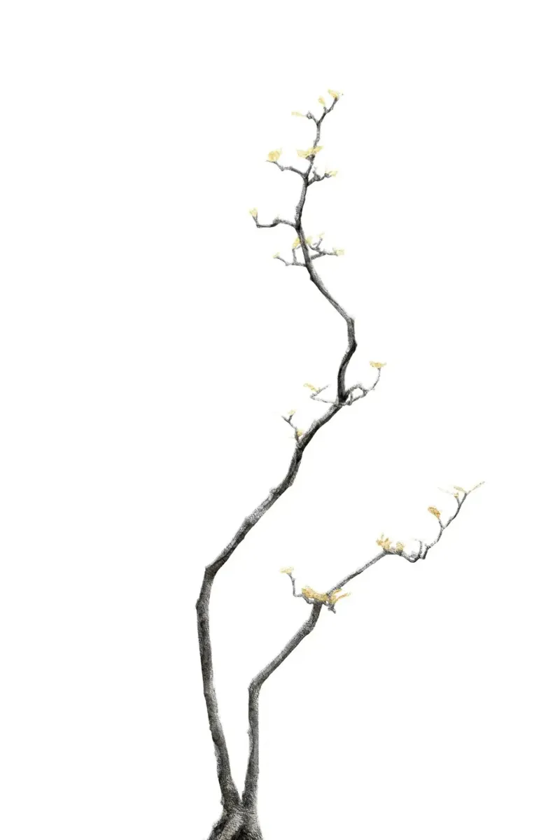 Bonsai Tree 03 pellicola backlit da amini54