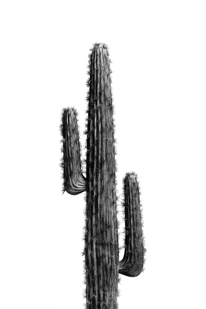 Cactus in bianco e nero 01 carta hahnemühle da amini54