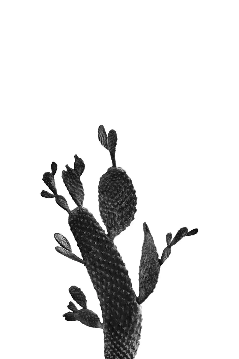 Cactus in bianco e nero 02 pellicola backlit da amini54