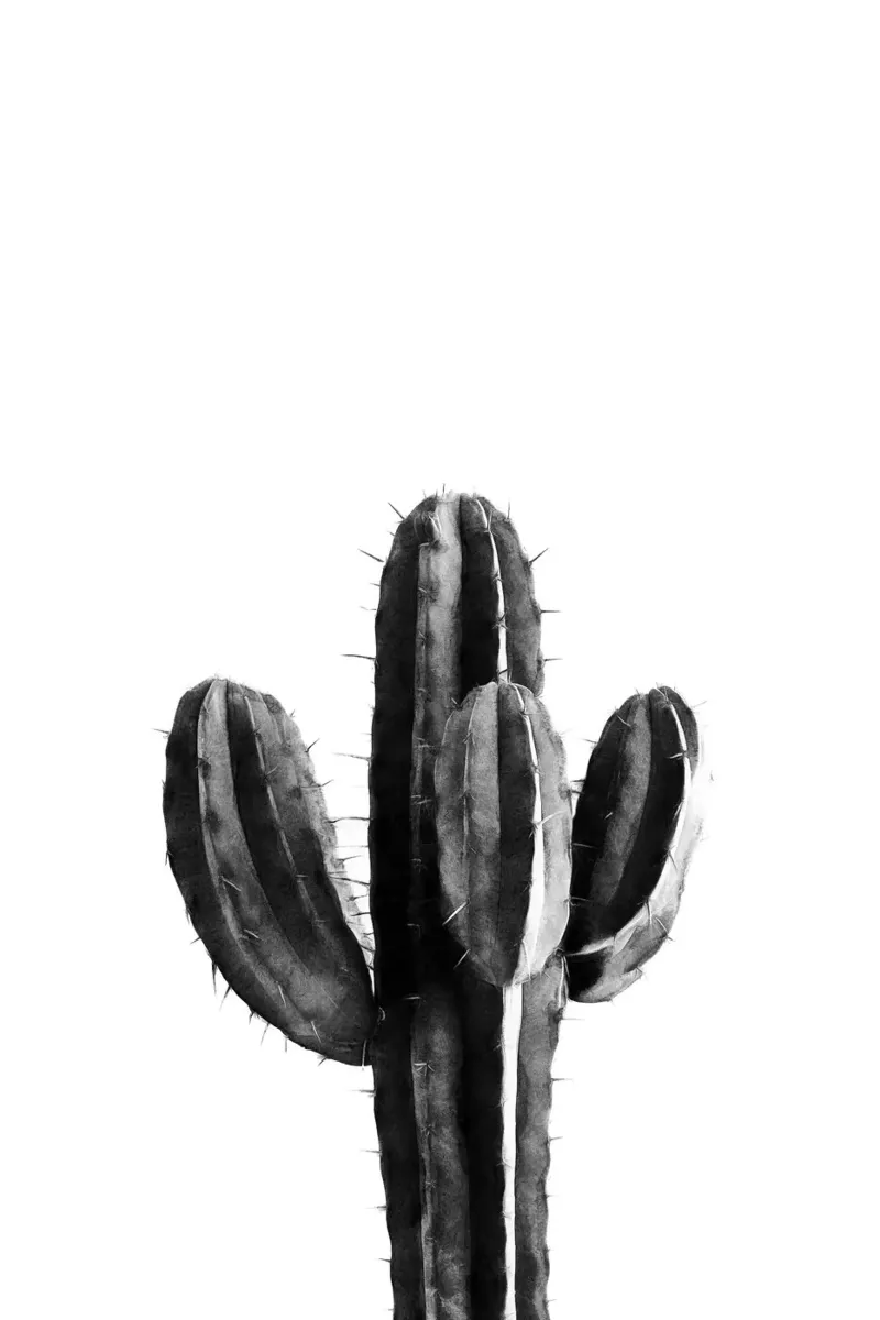 Cactus in bianco e nero 03 pellicola backlit da amini54