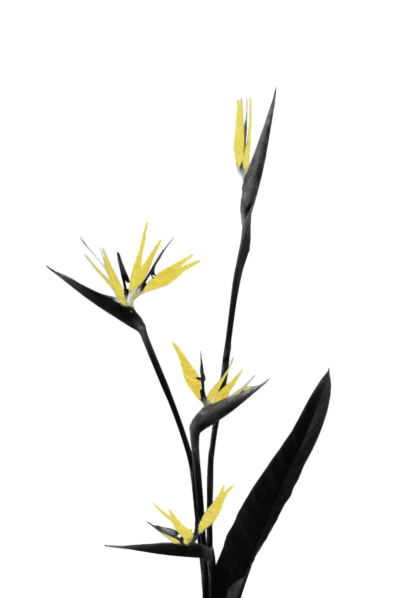 Flower Minimal Black and Gold 05 canvas by amini54