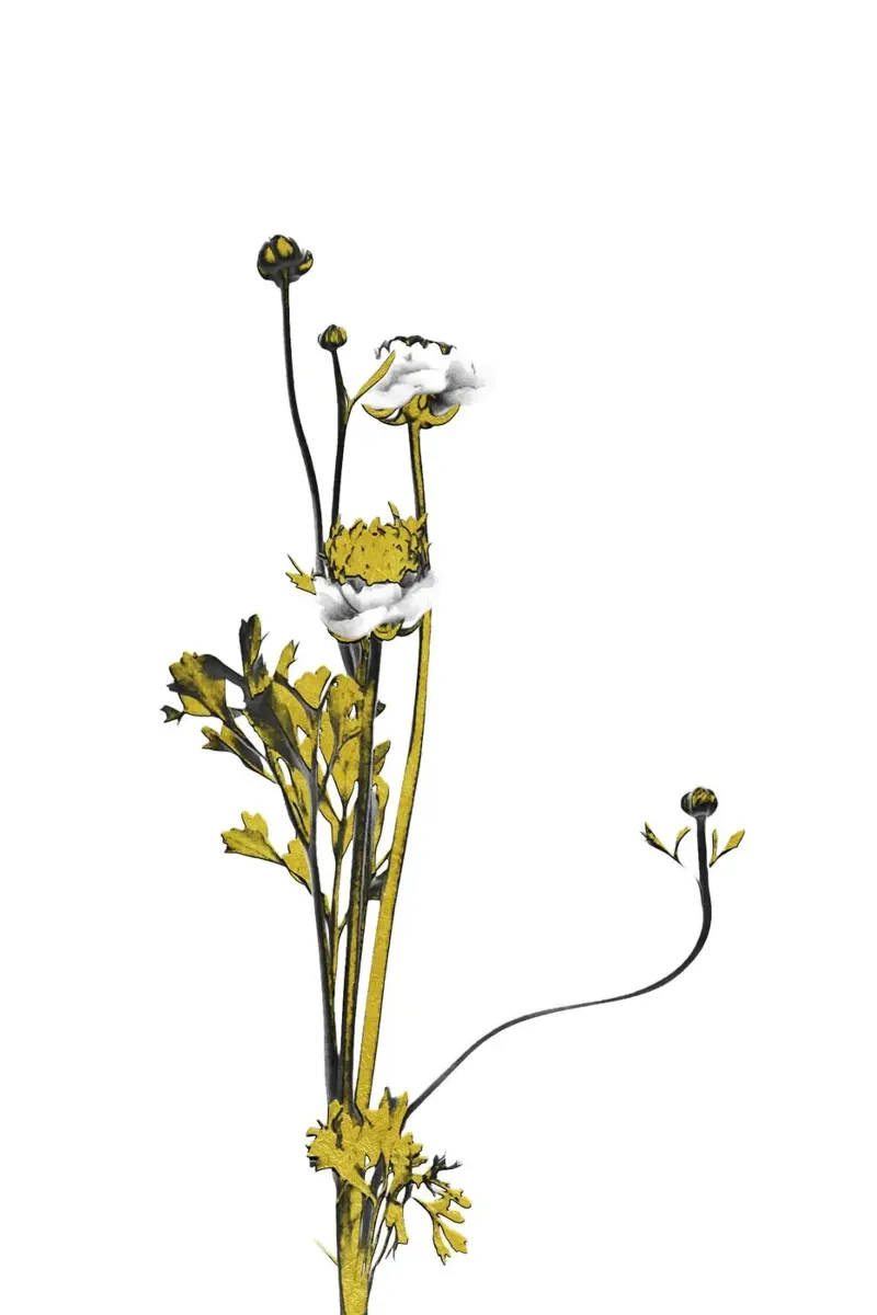 Bloem Minimal Zwart en Goud 08 canvas van amini54