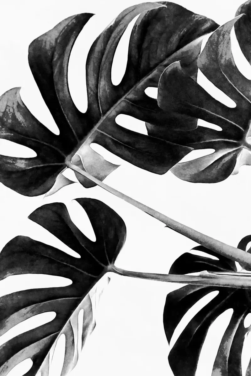 Monstera Bianco e Nero 05 pellicola backlit da amini54