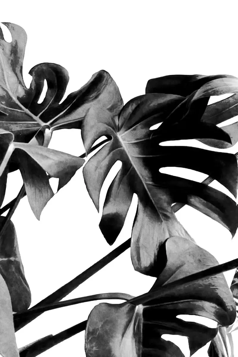 Monstera Bianco e Nero 06 pellicola backlit da amini54