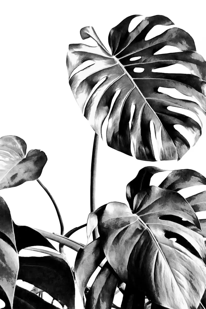 Monstera Bianco e Nero 07 pellicola backlit da amini54