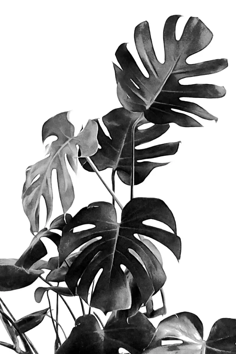 Monstera Bianco e Nero 09 pellicola backlit da amini54