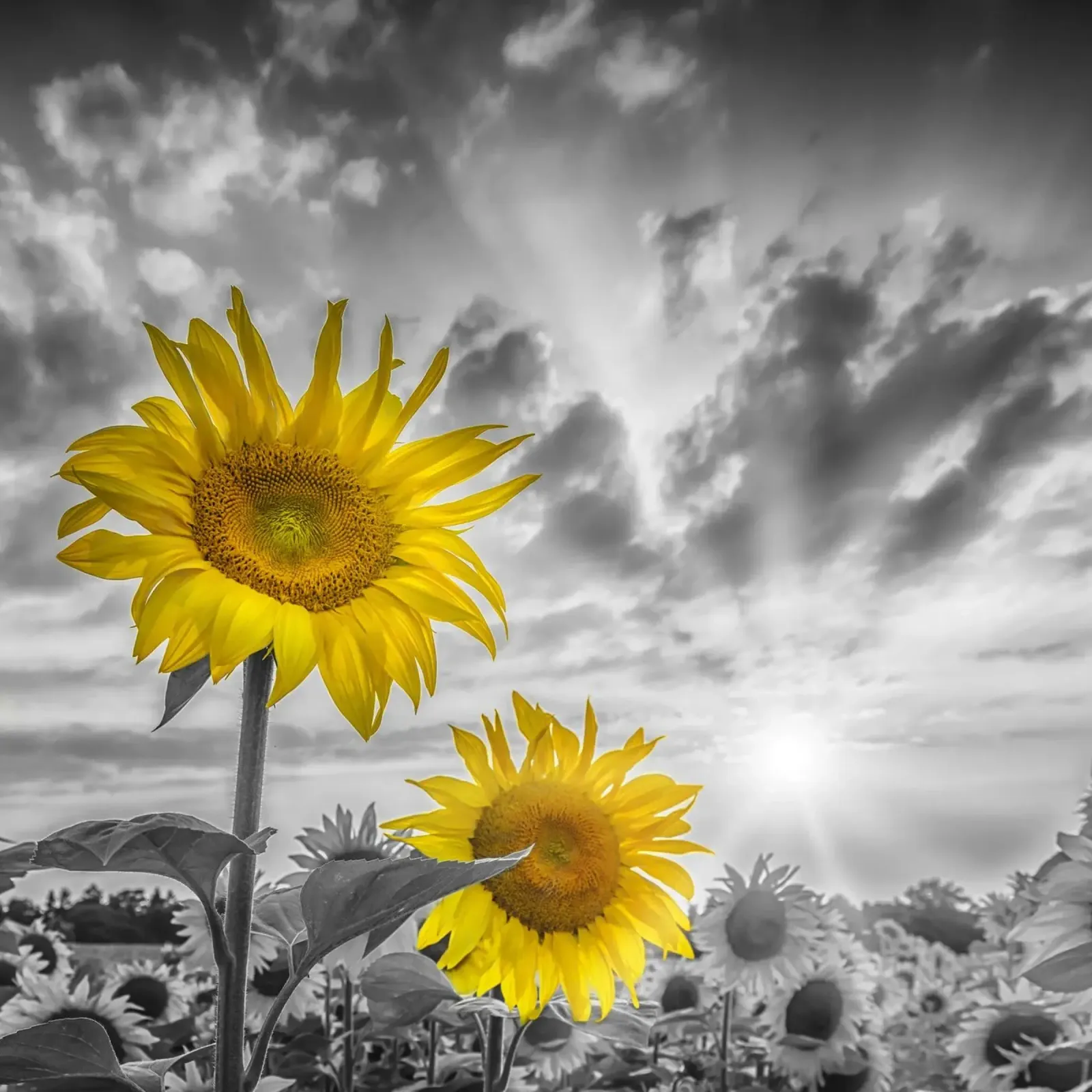 Due girasoli a fuoco poster con telaio in alluminio da Melanie Viola
