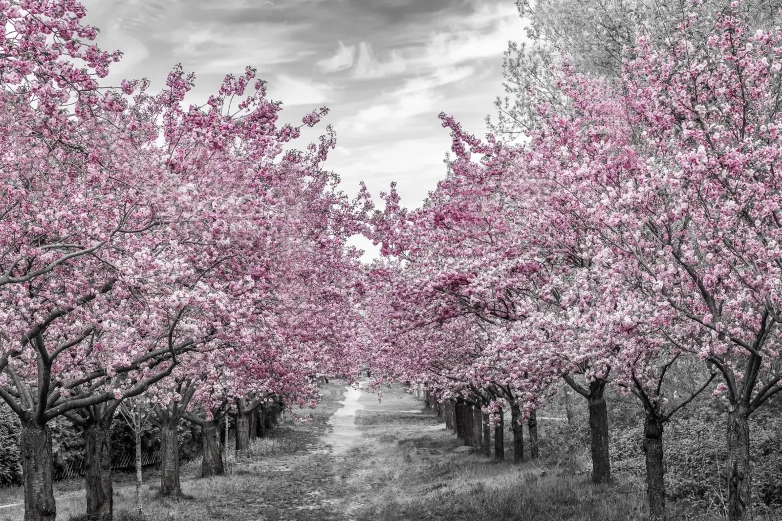 Incantevole viale dei ciliegi in fiore poster con telaio in legno da Melanie Viola