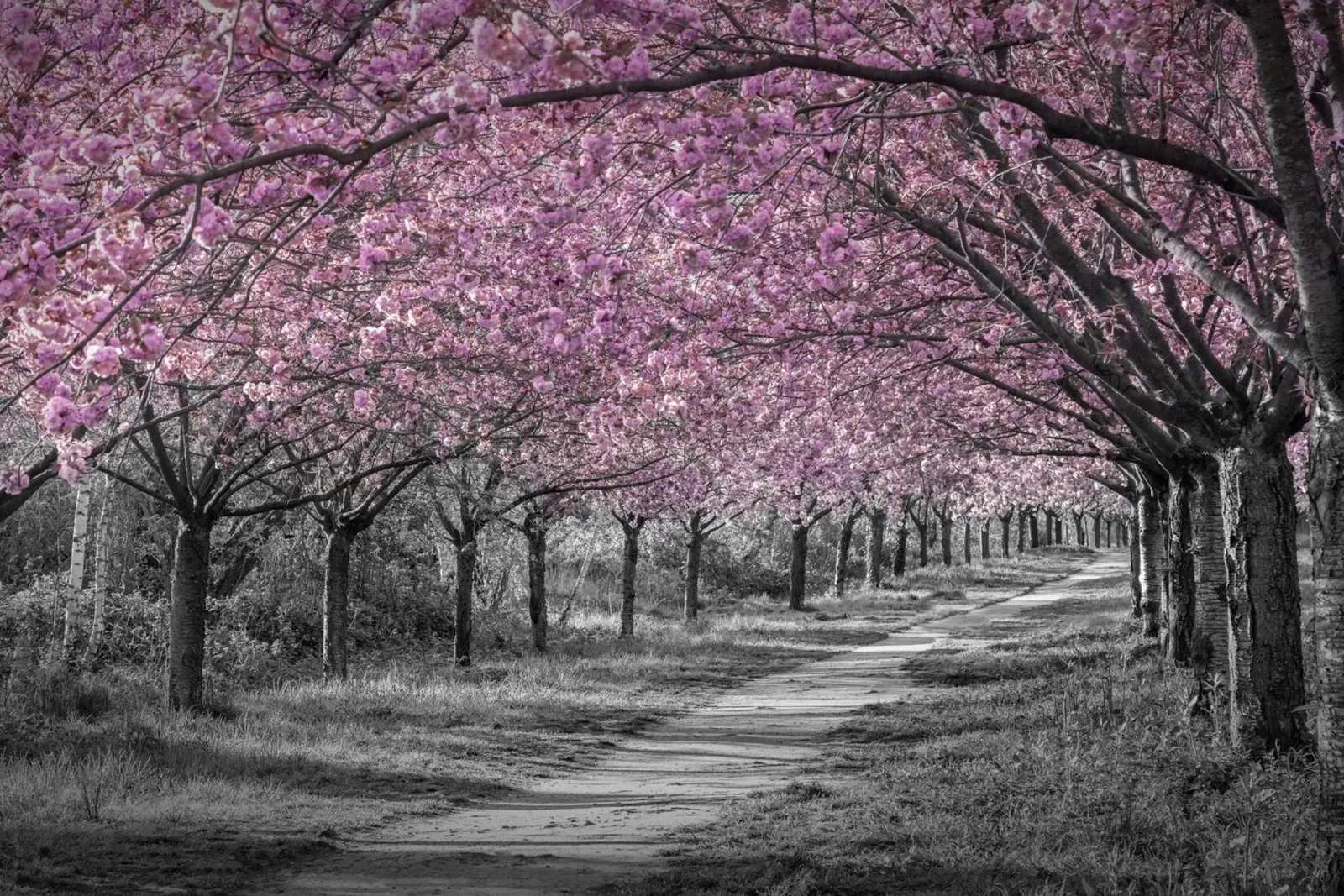 Incantevole viale di ciliegi in fiore in rosa alluminio dibond da Melanie Viola