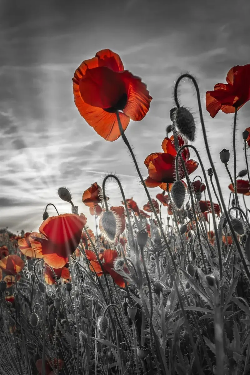 Faszination Mohnblumen | colourkey poster con telaio in alluminio da Melanie Viola