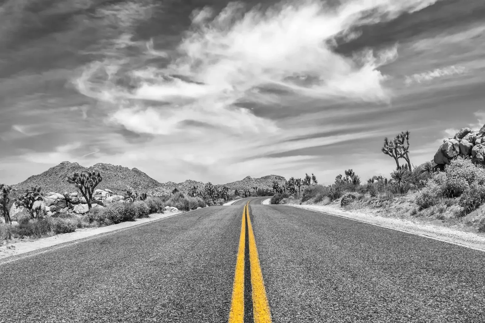Park Boulevard, Parco Nazionale di Joshua Tree pellicola backlit da Melanie Viola
