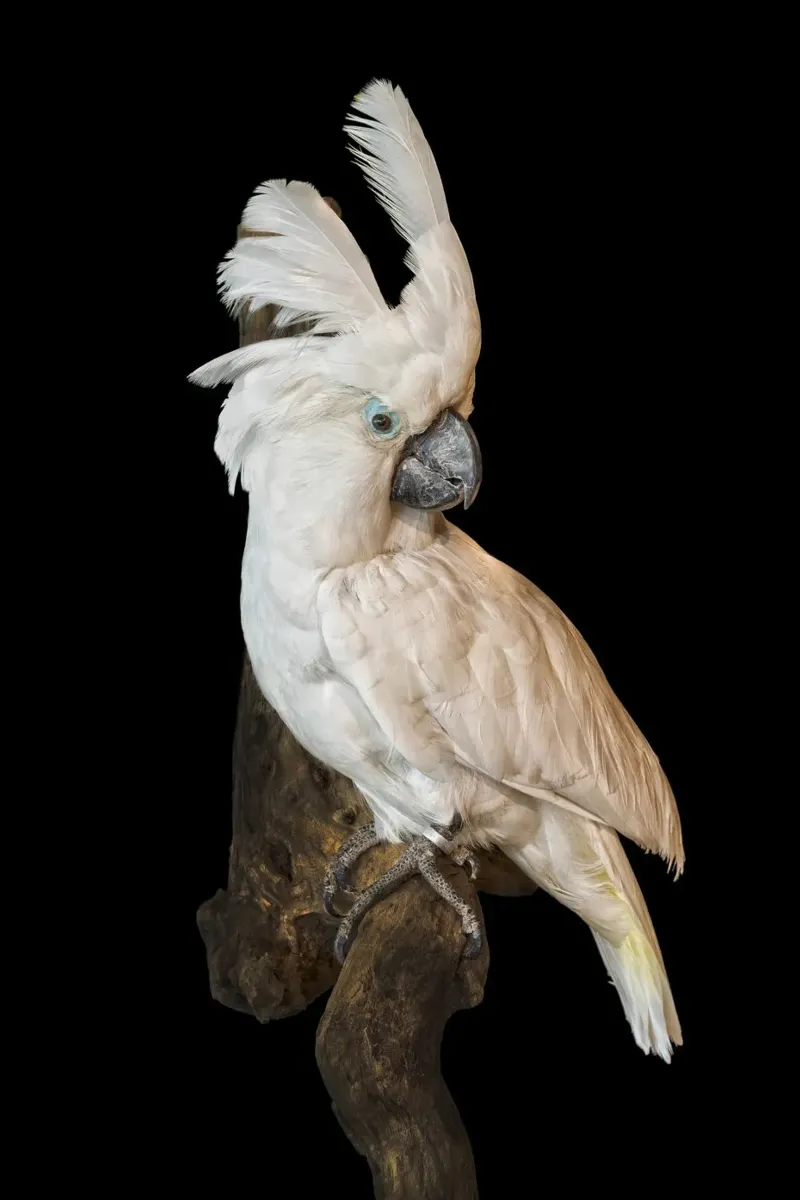 Cacatua bianco pellicola backlit da Curious Collections by Marielle Leenders