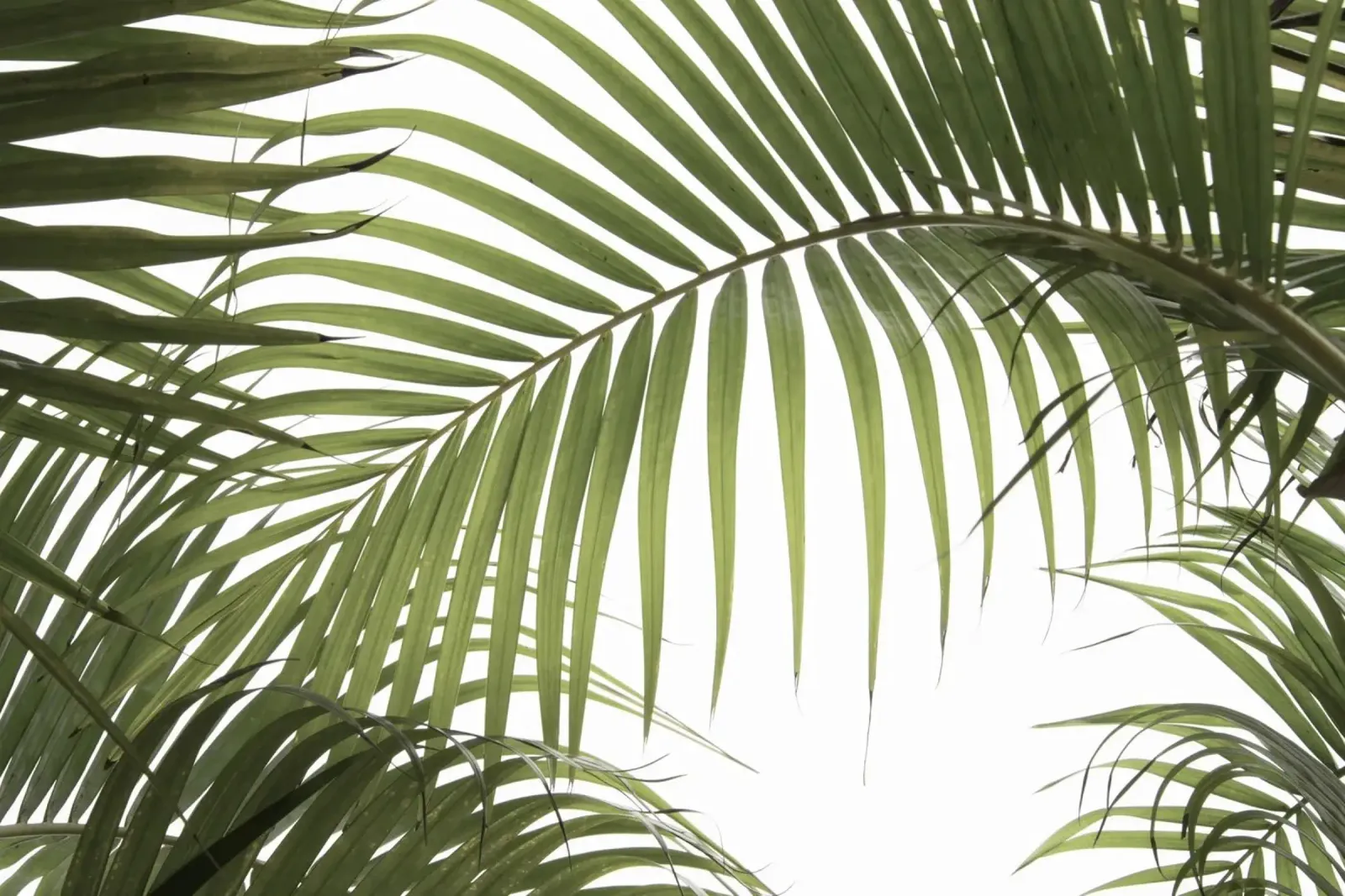 Palm Leaves 01 pellicola backlit da amini54