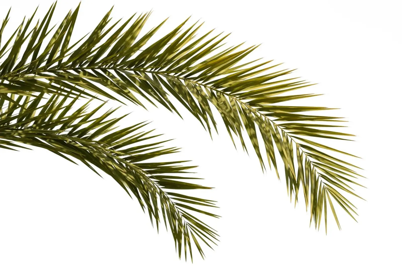 Palm Leaves 01 hahnemühle by amini54