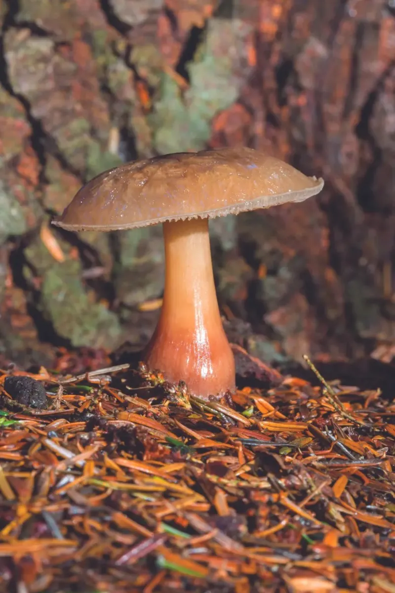 Fungo di bosco pellicola backlit da Dave Hare Photography