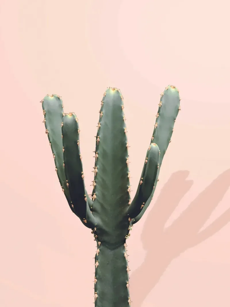 Minimalist cactus - botanical elegance canvas by Whole©