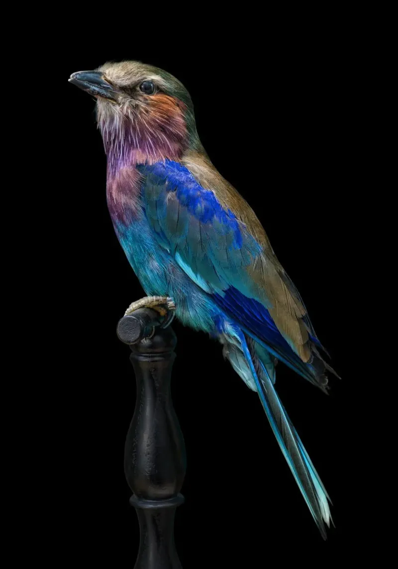 Bellissimo uccello pellicola backlit da Curious Collections by Marielle Leenders