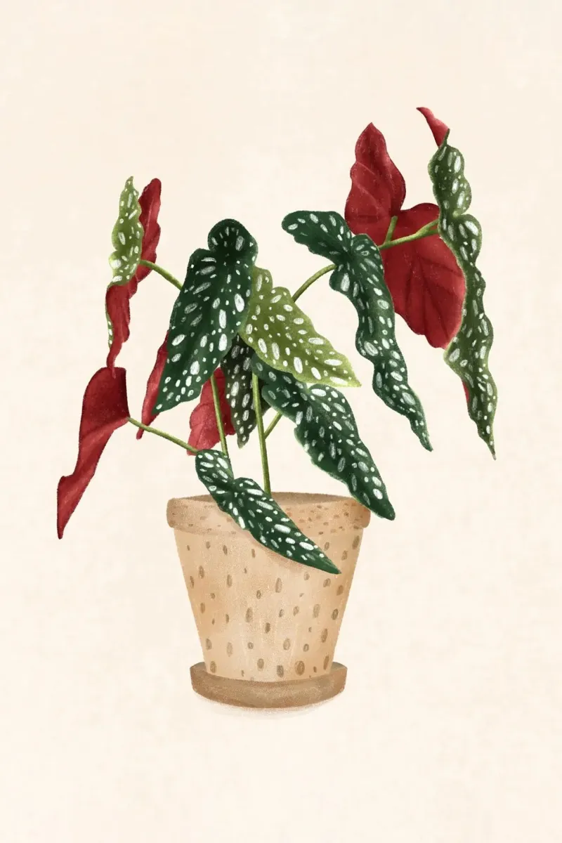 Monika Szczerbinska - Begonia Magulata pellicola backlit da The Artcircle