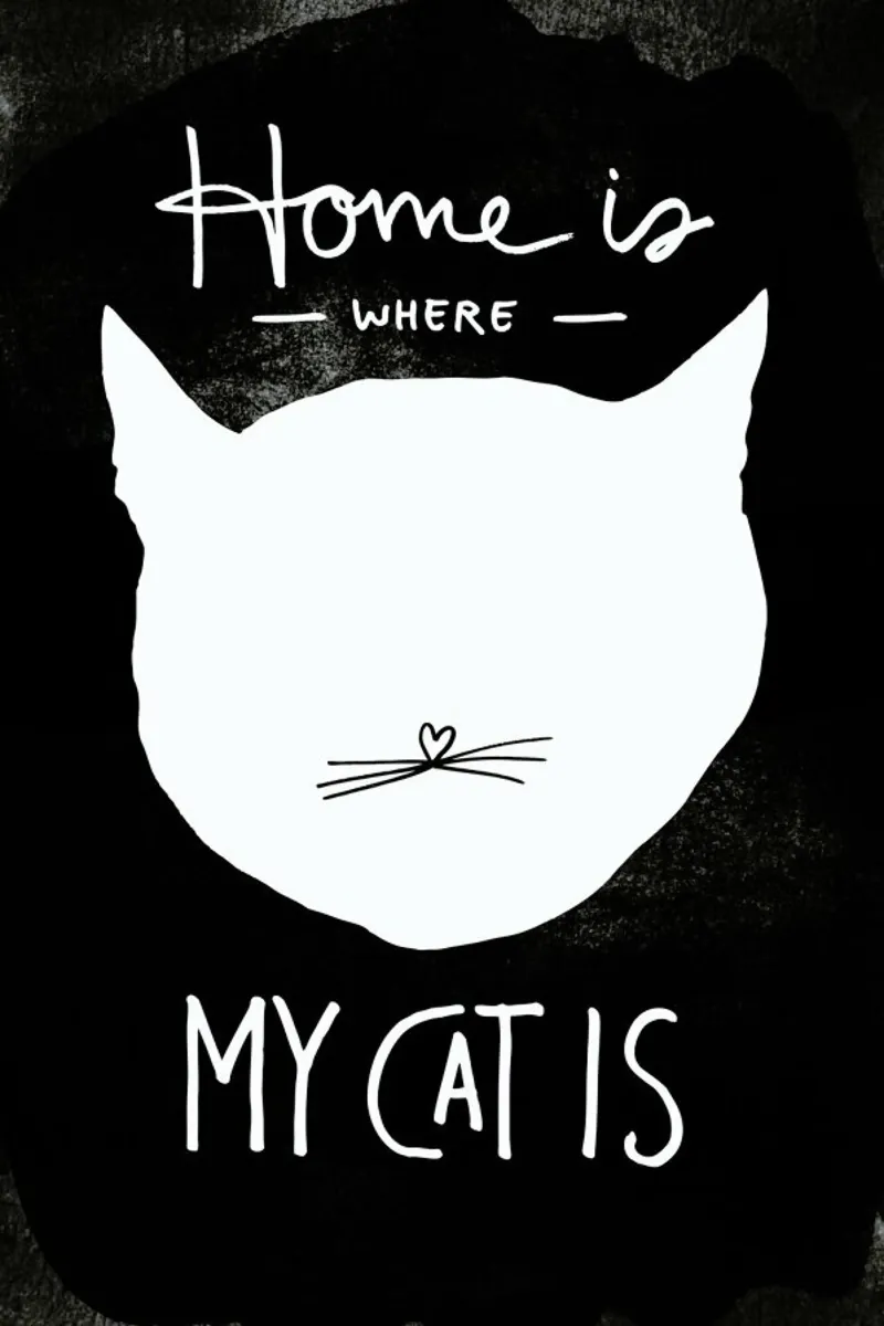 Cat plexiglass da typealive