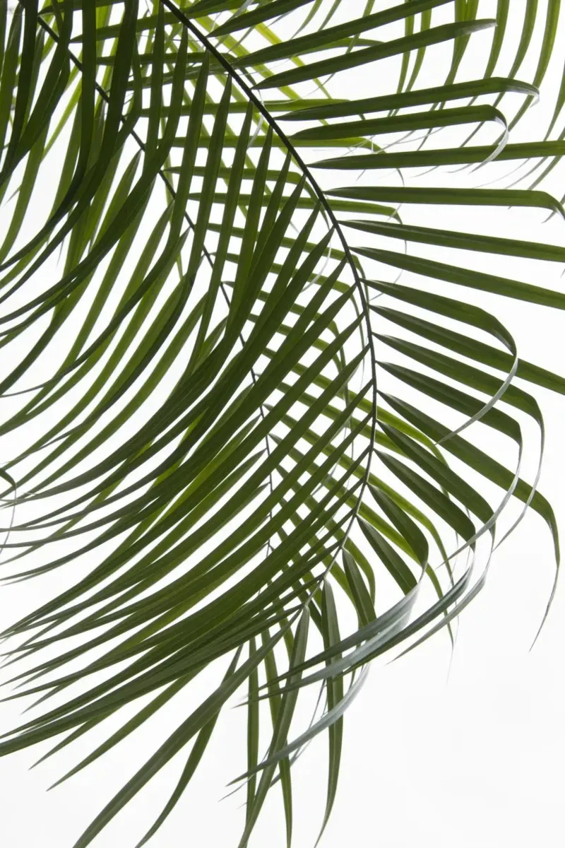 Fogliame delle palme IV pellicola backlit da amini54