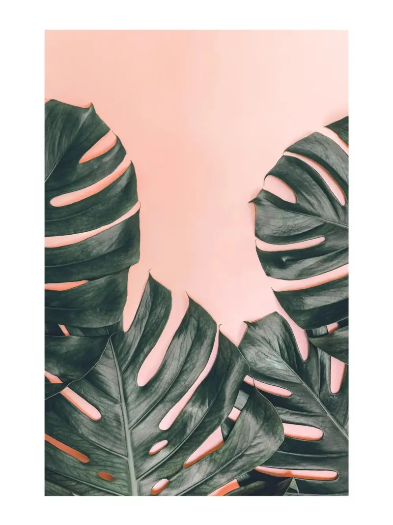 Foglie di Monstera - Design botanico minimalista carta hahnemühle da Whole©