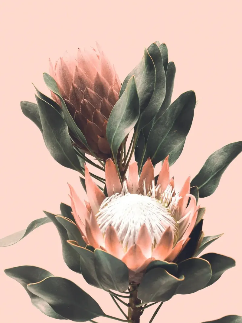 Protea flowers - Botanical photo art design hahnemühle by Whole©