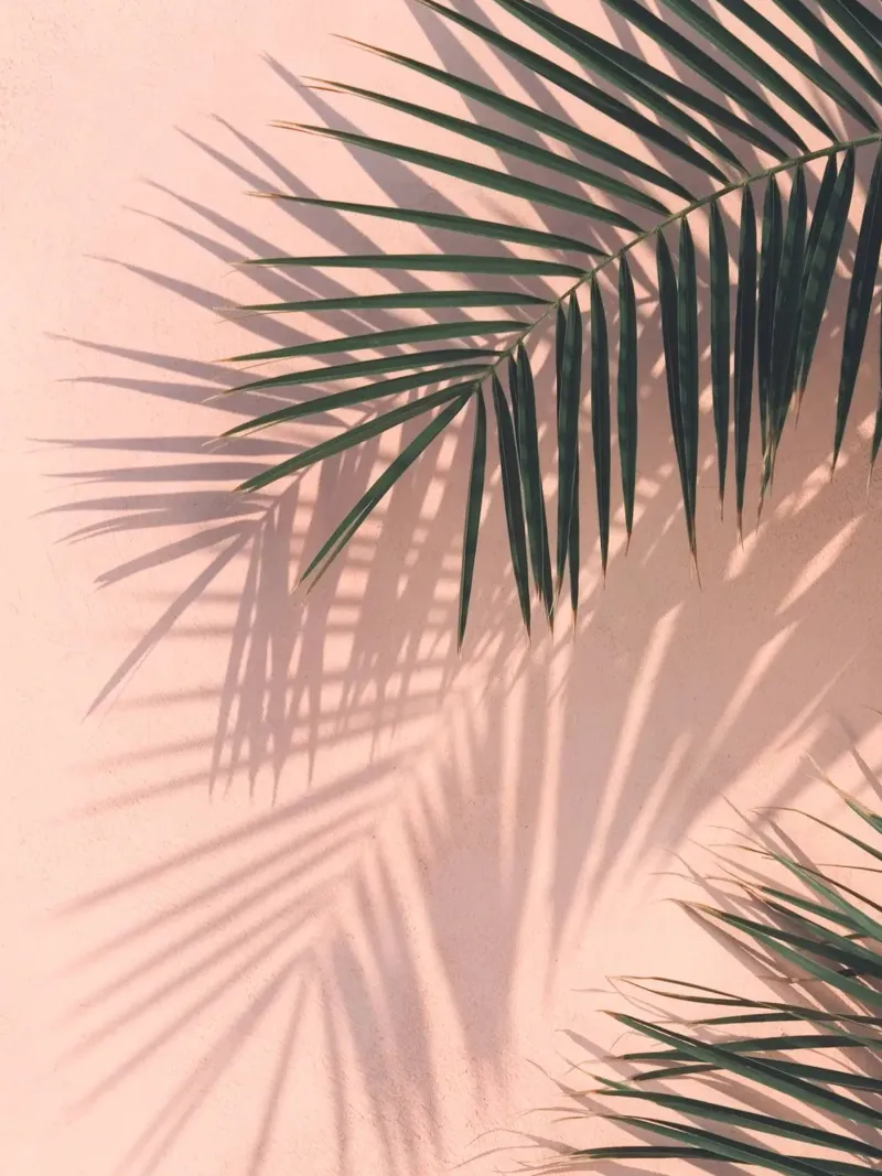 Palm Shadows - Design minimalista tropicale pellicola backlit da Whole©