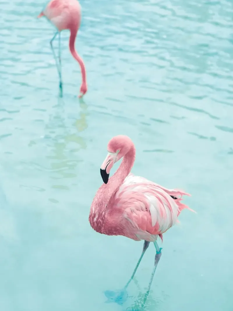 Pink Flamingos - Tropical photo art canvas with Floater frame by Whole©