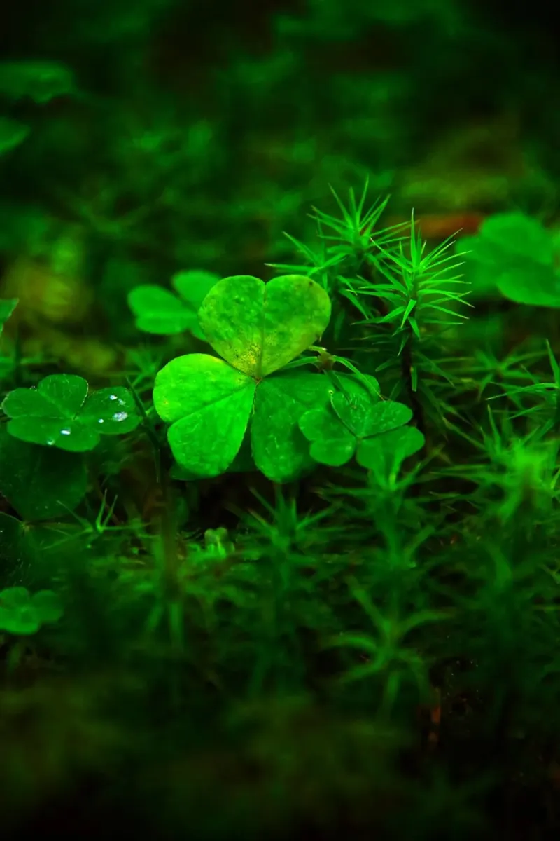 Cloverleaf in the forest carta hahnemühle da Fjöllart