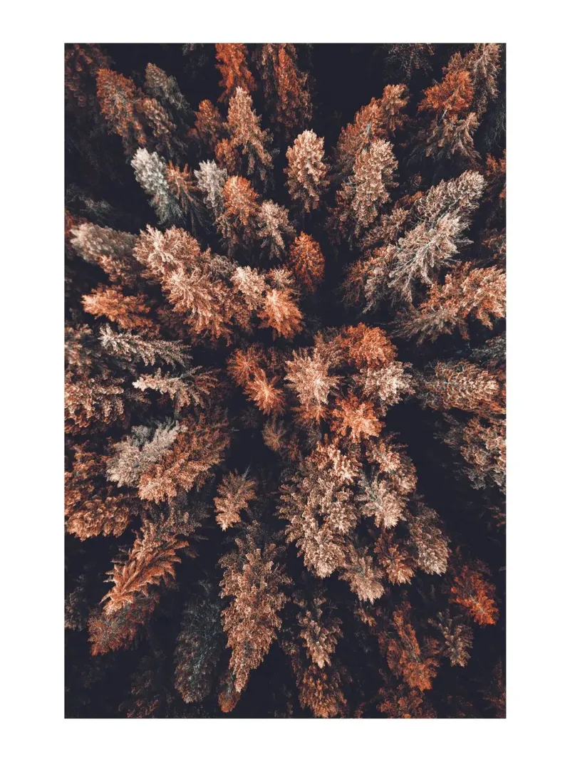 Vue aérienne de la forêt dans les tons de terre | Photographie de la nature tableau mural poster de Whole©
